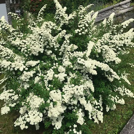 Lucia Fiore شقة بادولا